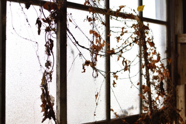 窓にかかる植物
