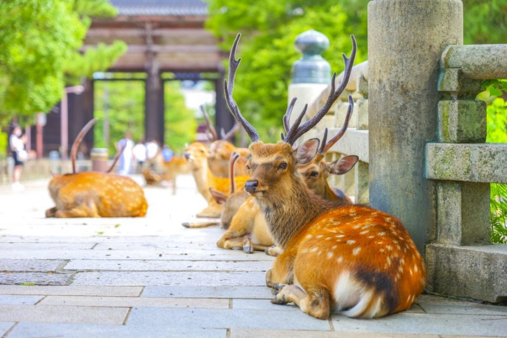 公園の鹿