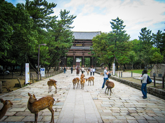 奈良公園の鹿