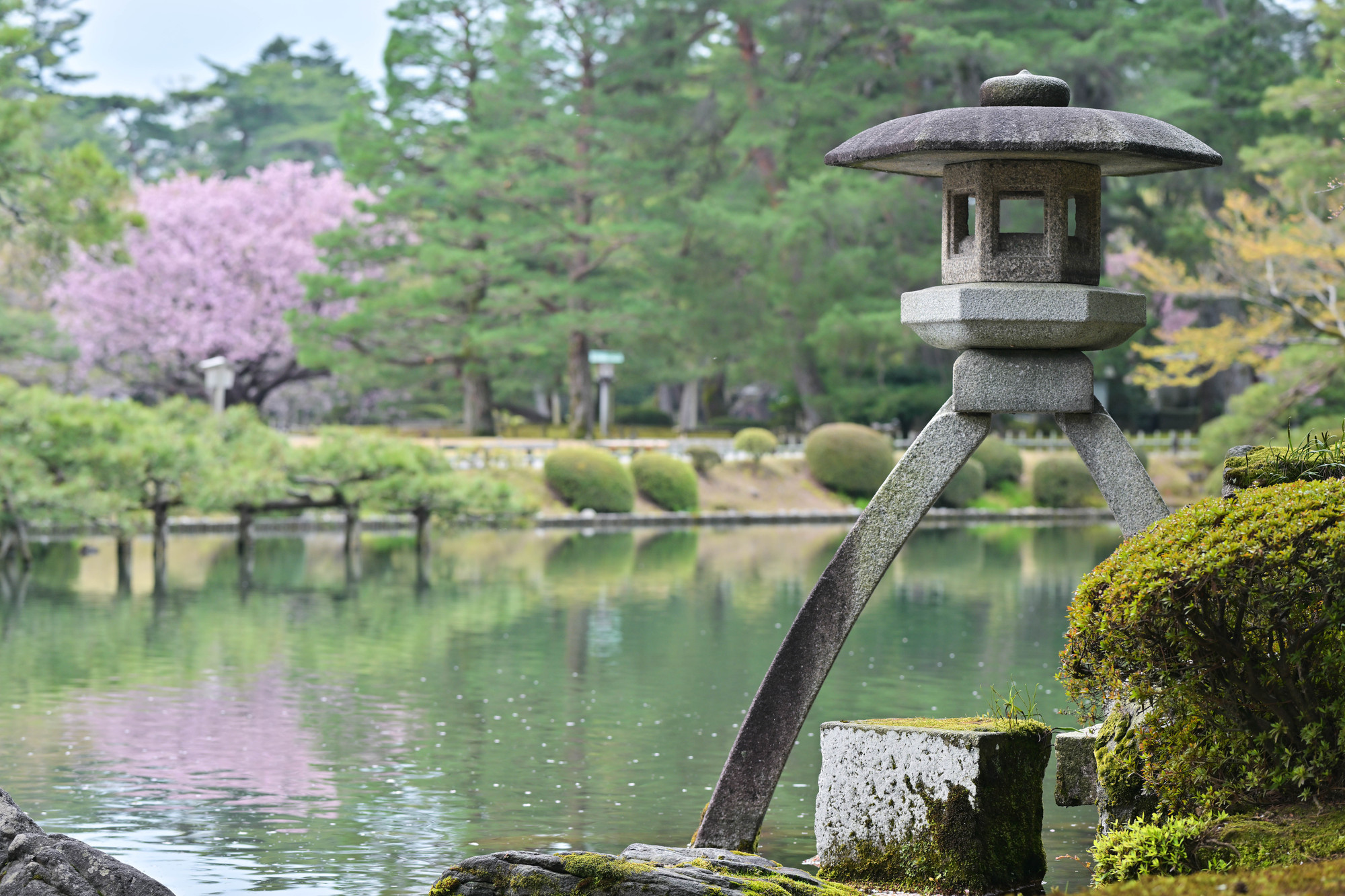 桜が美しい兼六園の春