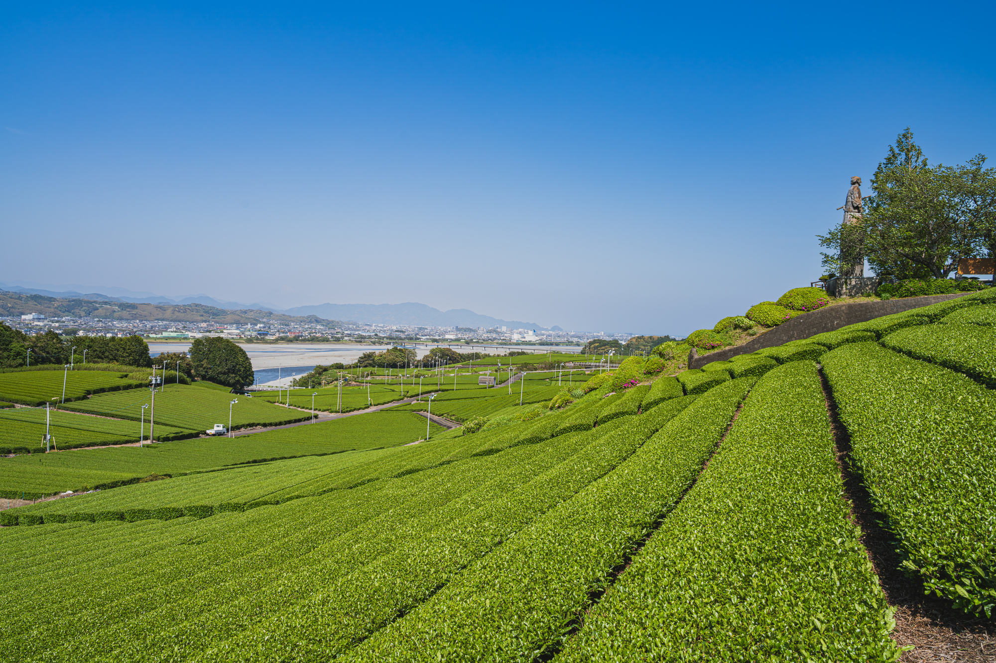 島田市の中條景昭像公園周辺の茶畑の風景(静岡県)