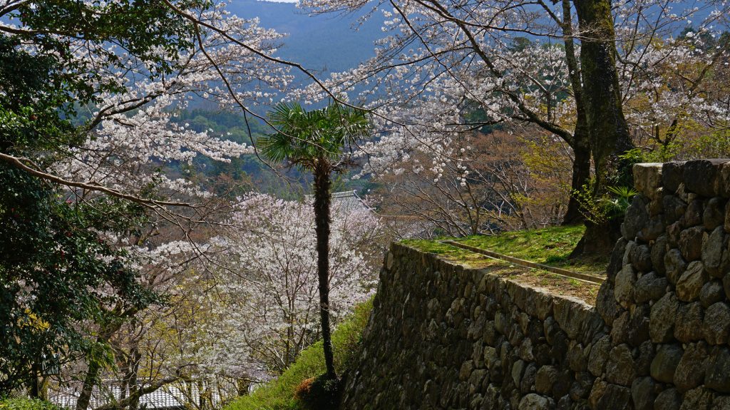 長谷寺　桜　奈良県